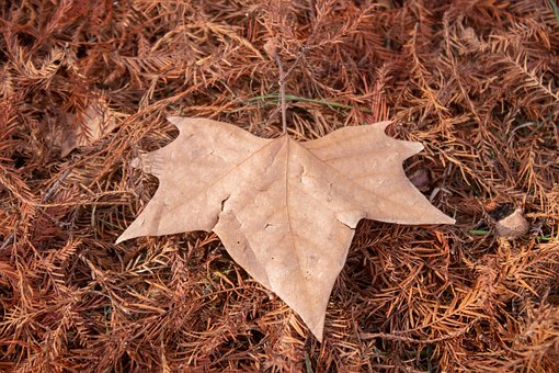 Blätter, Ausfallen, Natur, Gelb