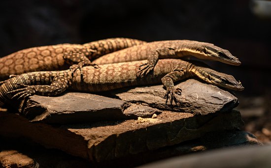 Free Animal Lizard photo and picture
