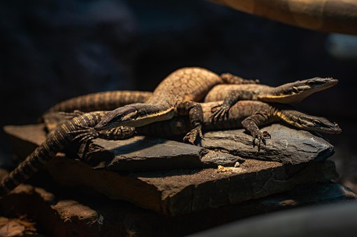 Free Lizard Reptile photo and picture