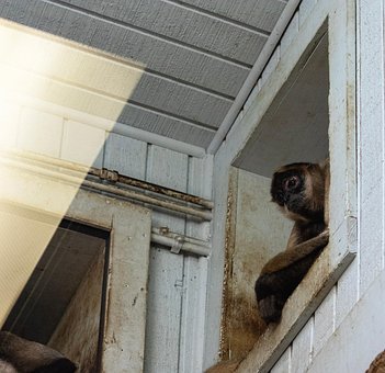 Free Monkey Animal photo and picture