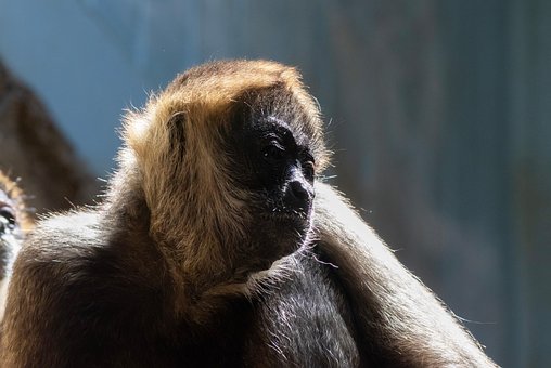 Free Ape Monkey photo and picture