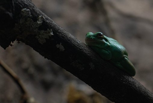 Free Frog Animal photo and picture