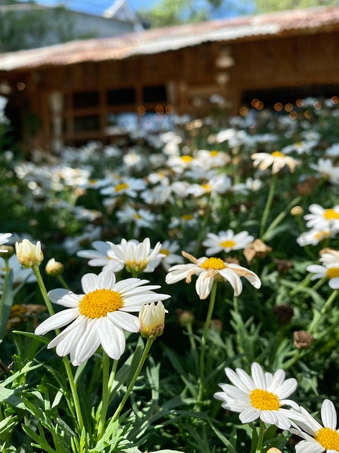 Free Flower Sun photo and picture