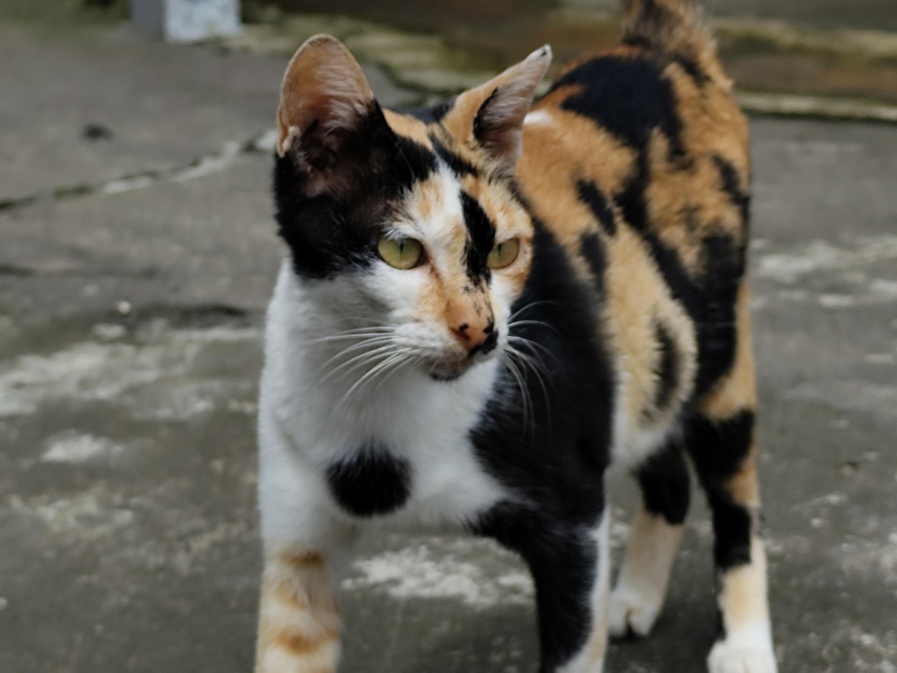 Cat Cat'S Eyes Nature Image - Free photo on Pixabay - Pixabay