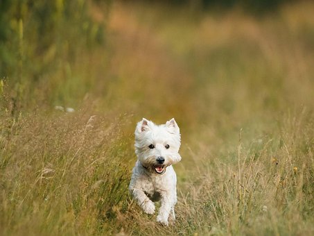 Free Dog Small photo and picture