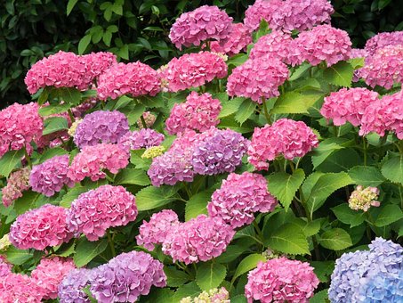Free Beautiful Flower photo and picture