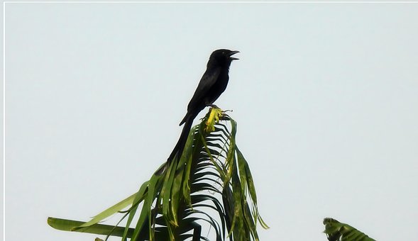 Free Black Drongo Drongo photo and picture