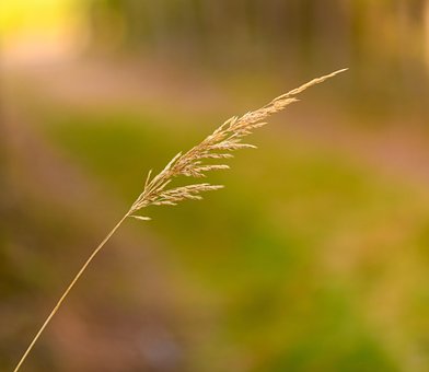 Free Dry Grass Grass photo and picture