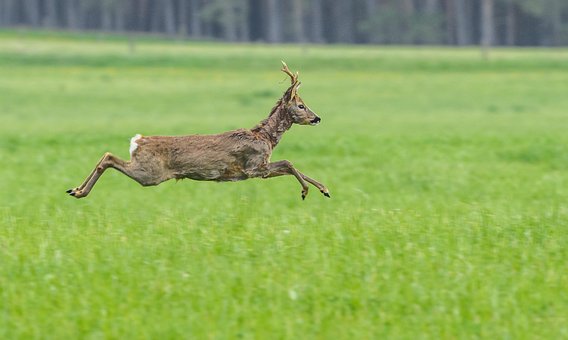Free Nature Roebuck photo and picture