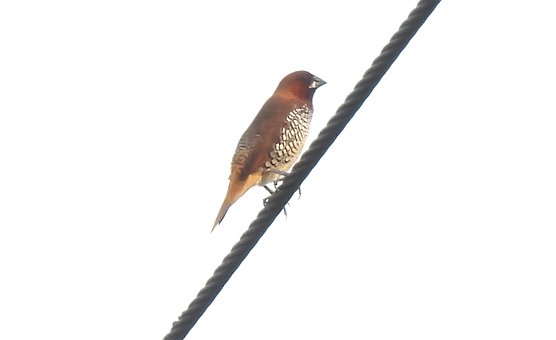 Free Scaly Breasted Munia Bird photo and picture