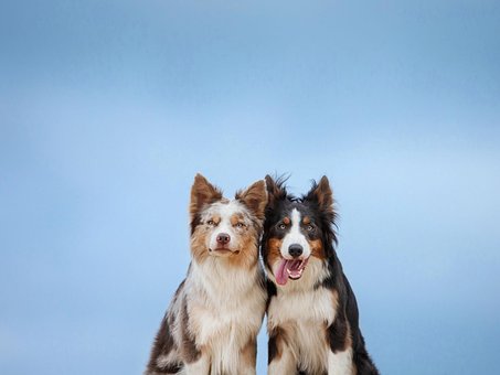 Free Dogs Love photo and picture