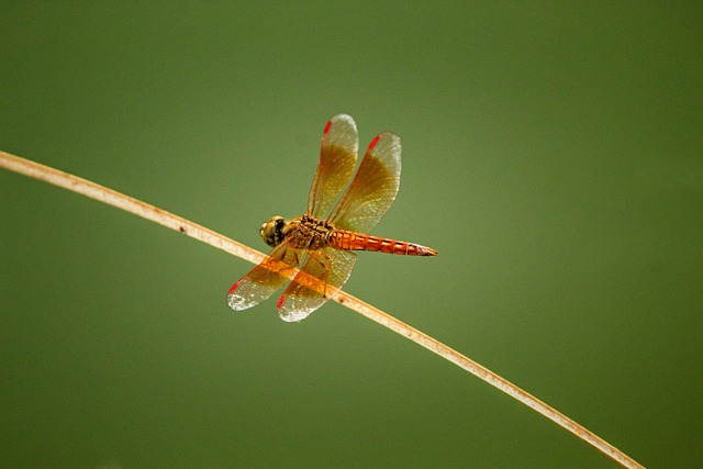 Libélula, Inseto, Natureza, Asa, Verde
