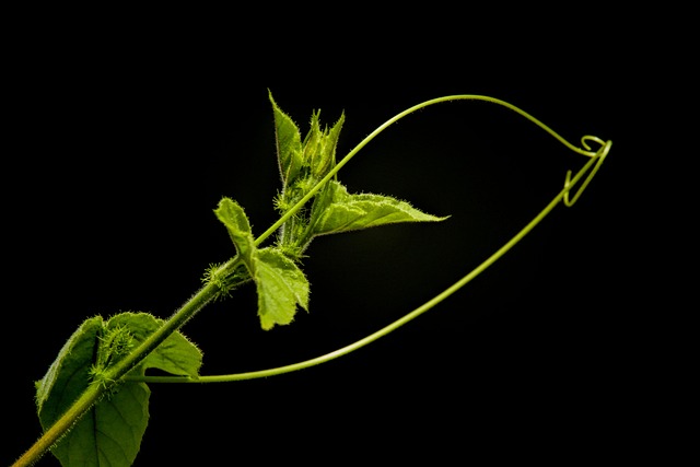 Planta, Vinho, Galho, Natureza, Folhas