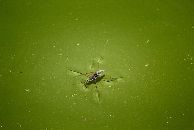 Strider De Água, Agua, Besouro D'Água