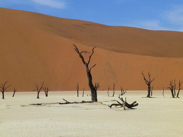 Free Trees Desert photo and picture