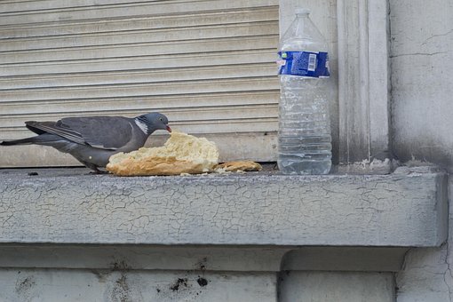 Duif, Eten, Fles, Plastic, Stad