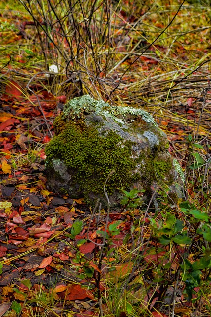 Bosque, Naturaleza, Árboles, Paisaje