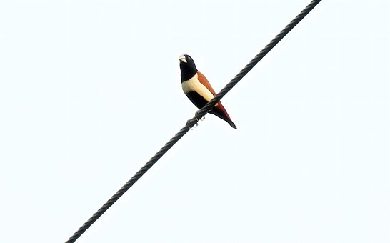 Free Tricoloured Munia Bird photo and picture