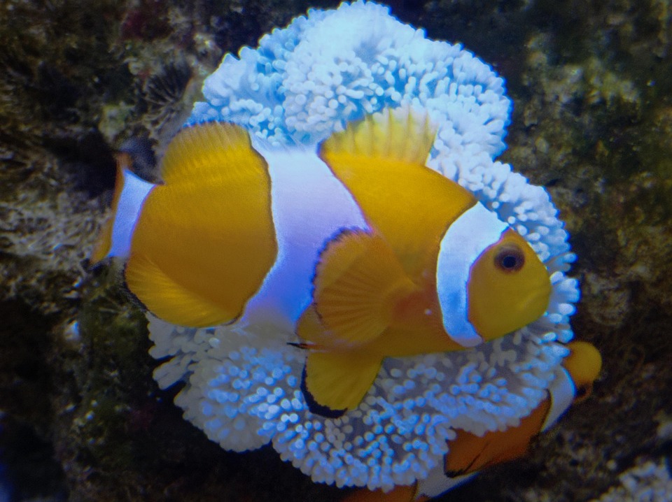 Nemo Peixe-Palhaço Peixe - Foto gratuita no Pixabay - Pixabay