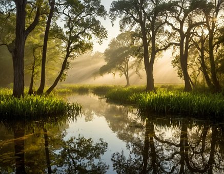 Vand, Flod, Bæk, Natur, Skov, Træer