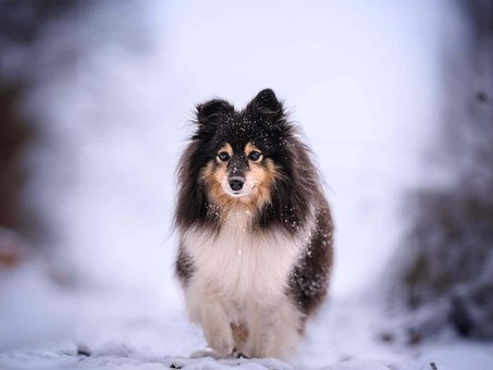 Free Animal Mammal photo and picture