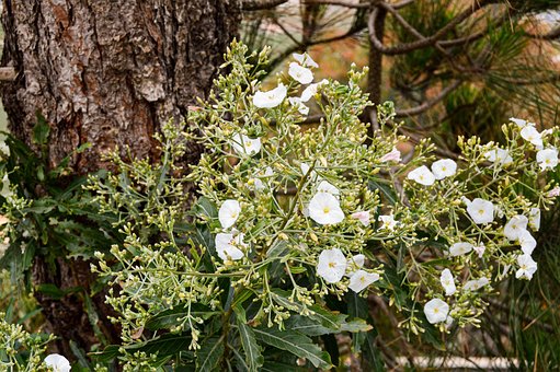 Free Flower Nature photo and picture