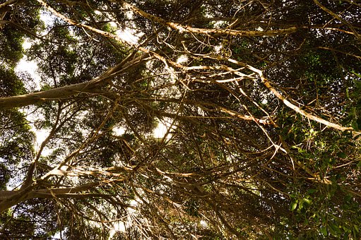 Free Tree Nature photo and picture