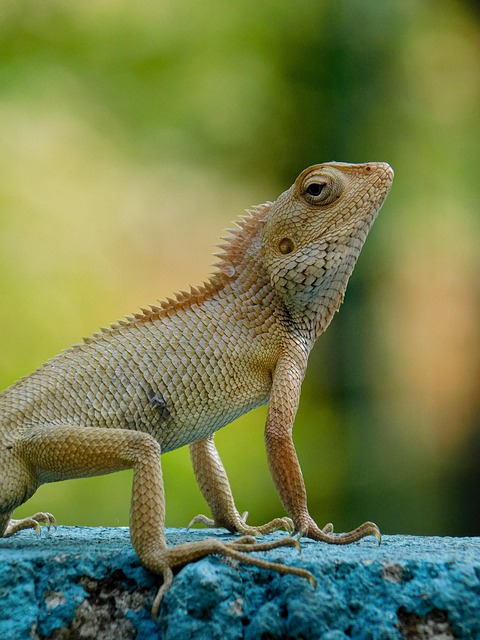 Free Oriental Garden Lizard Lizard photo and picture