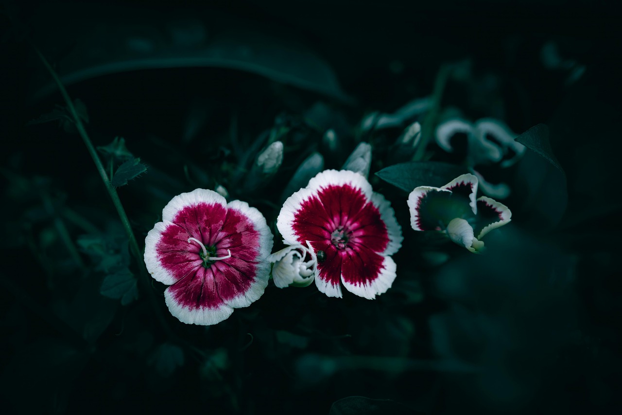 Bloom Blooming Flower - Free photo on Pixabay