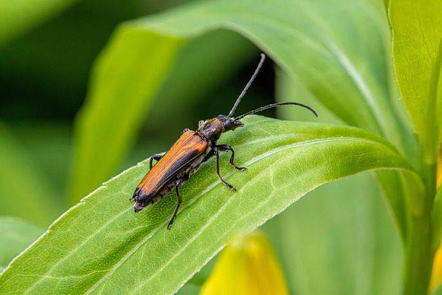 Free Bordered Click Beetle Click Beetle photo and picture