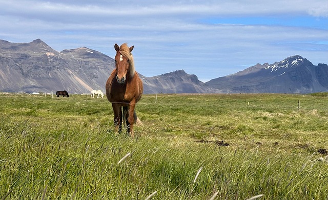 Hest, Island, Islandsk, Dyr, Landskab
