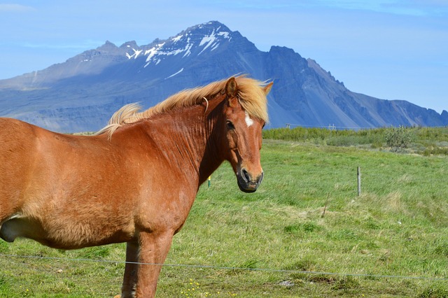 Hest, Island, Islandsk, Natur, Rejser