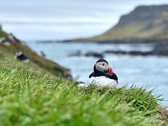 Søpapegøjer, Island, Hav, Næb, Dyr
