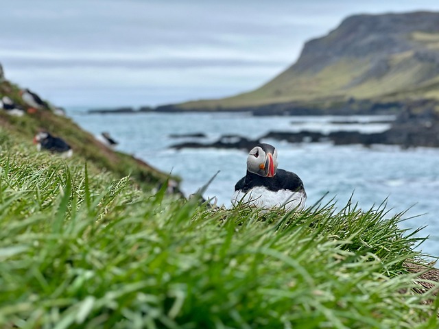 Søpapegøjer, Island, Landskab, Natur