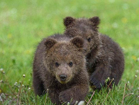 Free Bear Cub photo and picture