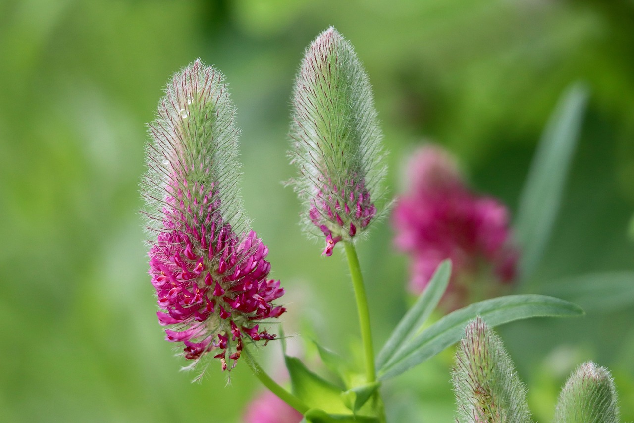 Colorful Clover Tree 2,000+ Free Clover & Nature Images - Pixabay