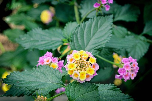 Free Flower Nature photo and picture
