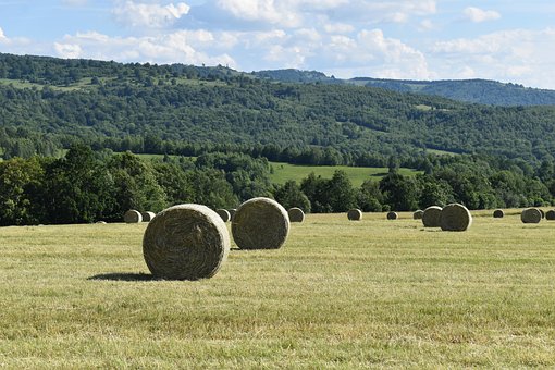 Free Bale Hay photo and picture