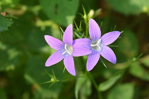 Free Bluebell Plants photo and picture