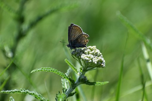 Free Butterfly Insect photo and picture