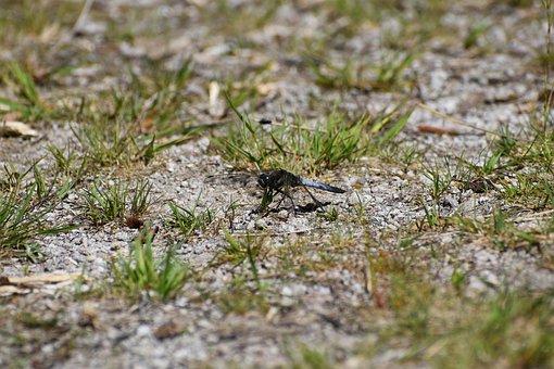Free Dragon-Fly Insect photo and picture