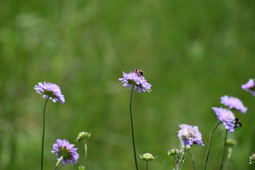 Free Field Nature photo and picture