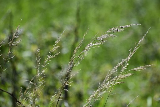Free Grass Plants photo and picture