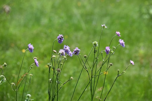 Free The Plant Background photo and picture