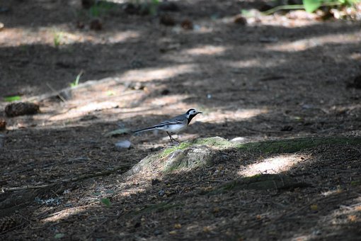 Free White Codobature Bird photo and picture