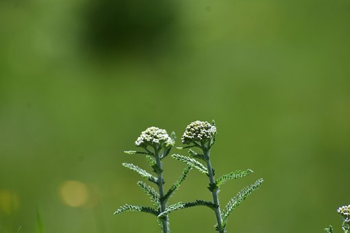 Free Yarrow The Nature photo and picture