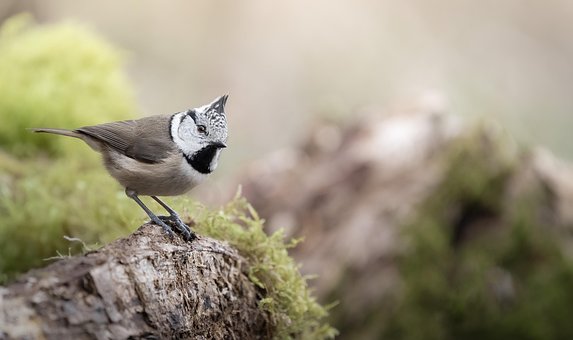 Vogel, Vogelkunde, Spezies, Fauna, Tier