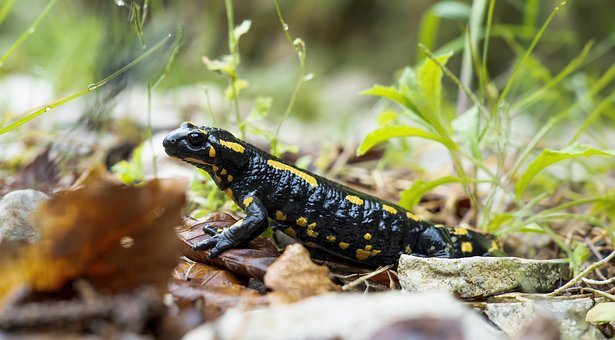 Salamander, Natur, Tier, Amphibie
