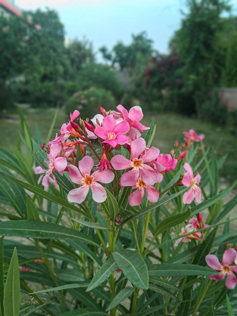 Free Oleander Nature photo and picture