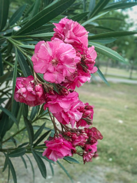 Free Oleander Nature photo and picture